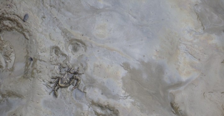 A dead crab in the oil covered mud.
