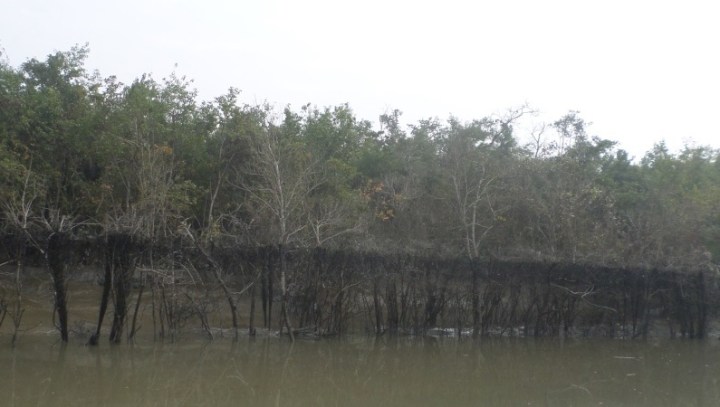 The oil line that forms when the trees are immersed in the oil rich water during high tide.